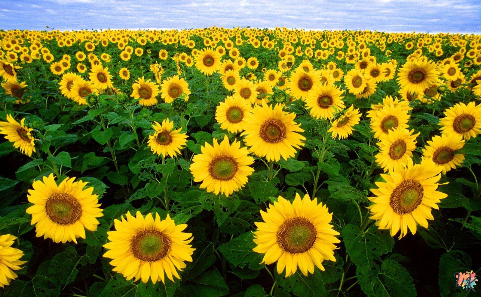 Flowers coloring pages 1 Flowers coloring pages