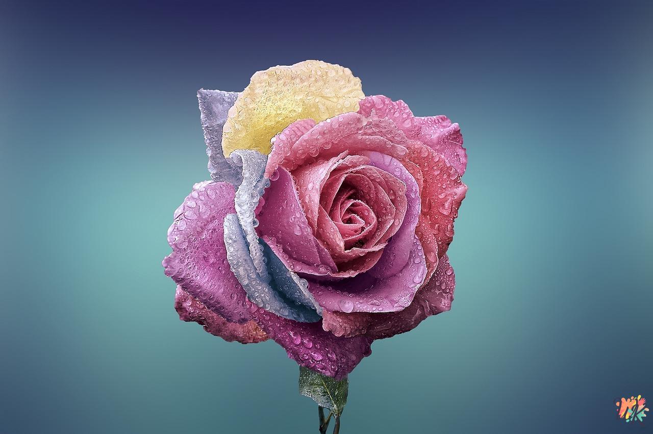 Rose coloring pages 1 Rose coloring pages