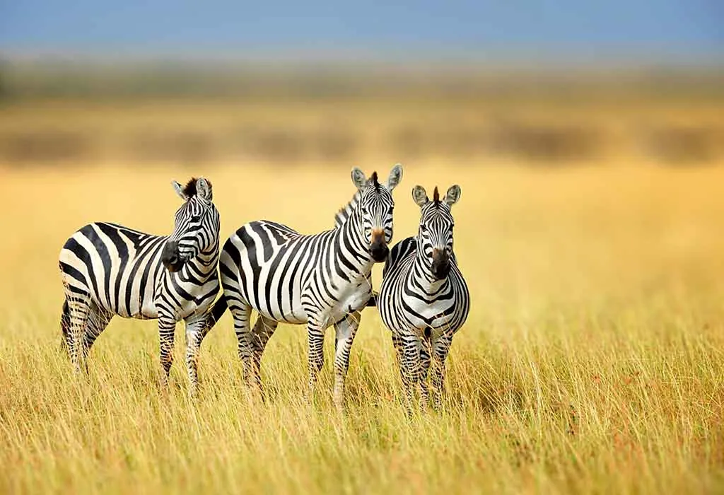 26 Zebra Coloring Pages