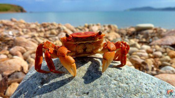 Crab Coloring Pages 1 Crab Coloring Pages