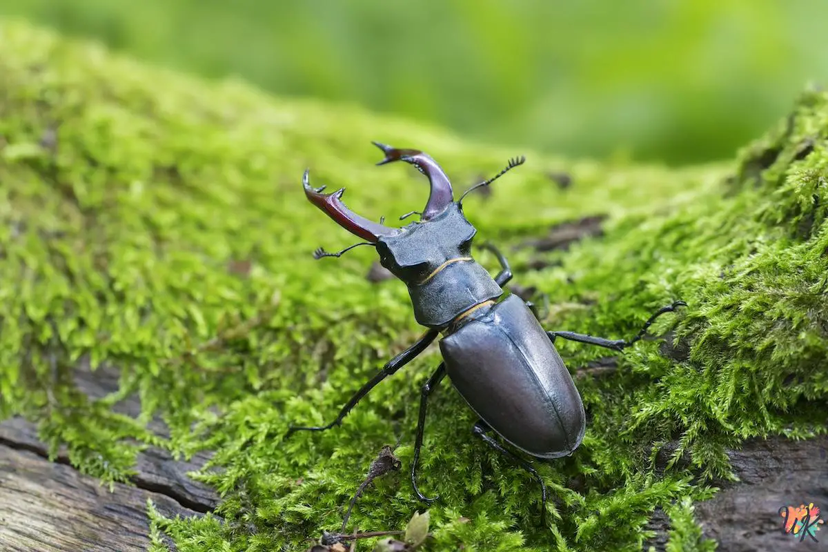 20 Beetle Coloring Pages