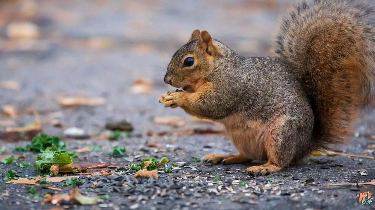 20 Squirrel Coloring Pages